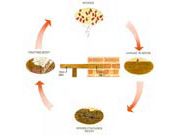 Life cycle of wood rotting fungi