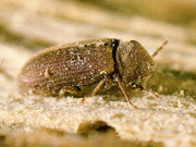  Common Furniture Beetle